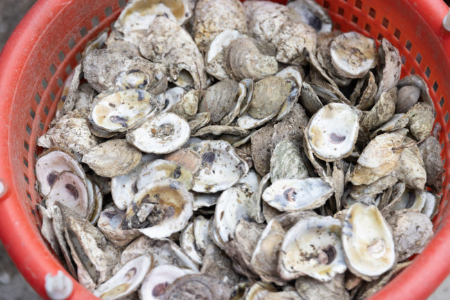 oysters-DRAG5790.jpg