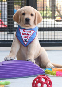 Hänel Storage Systems Sponsors Leader Dogs for the Blind