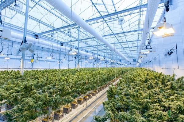 CargoChain and FileVision Launch CropWise — “Seed-to-Sale” Visibility Tracker for Cannabis
