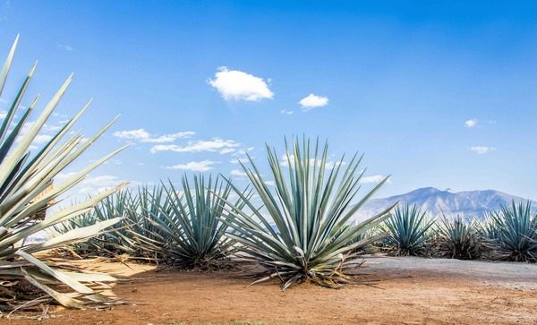 Dachser Mexico ensures tequila supply chains remain fluid for National Tequila Day 